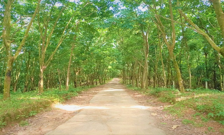 আদমপুর বন