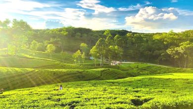 দার্জিলিং টিলা | Darjeeling Tila - শ্রীমঙ্গল