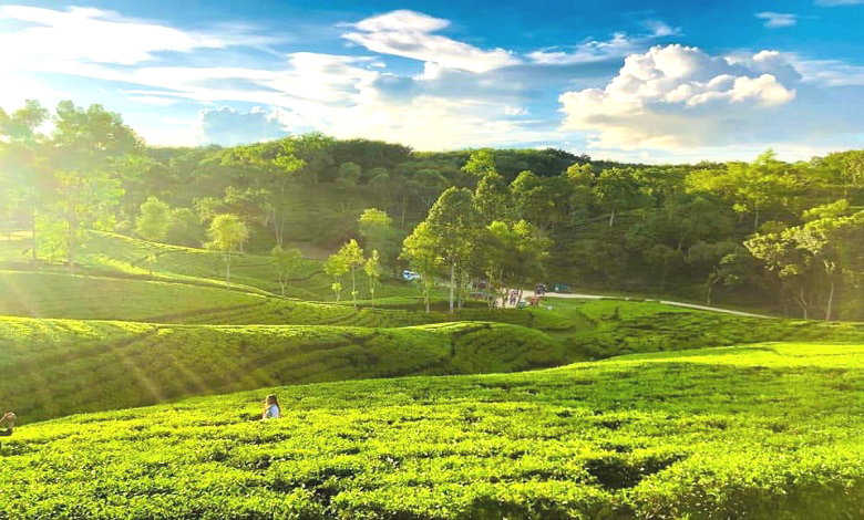 দার্জিলিং টিলা | Darjeeling Tila - শ্রীমঙ্গল