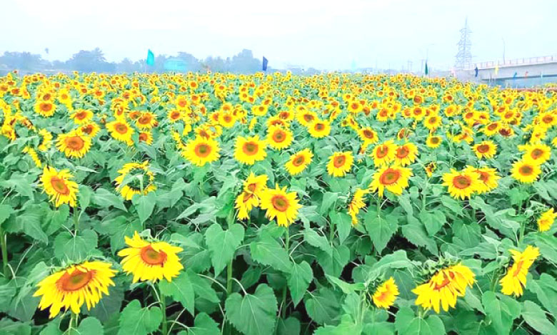 নাগরিয়াকান্দি সানফ্লাওয়ার গার্ডেন ও পার্ক