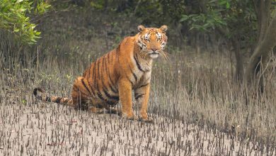 সুন্দরবন ভ্রমণ - Sundarbans