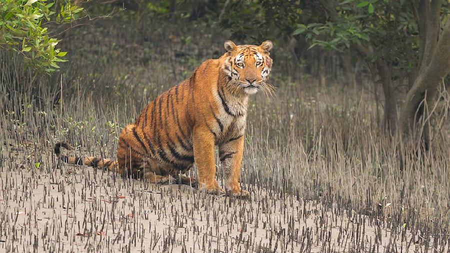 সুন্দরবন ভ্রমণ - Sundarbans